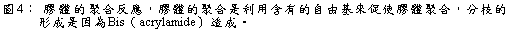 文字方塊: 圖4： 膠體的聚合反應，膠體的聚合是利用含有的自由基來促使膠體聚合，分枝的形成是因為Bis（acrylamide）造成。
