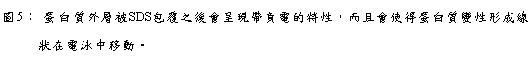 文字方塊: 圖5： 蛋白質外層被SDS包覆之後會呈現帶負電的特性，而且會使得蛋白質變性形成線狀在電泳中移動。
 
