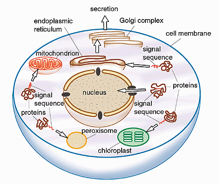 med-cell-e.gif (43836 字节)