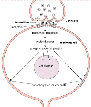 med-3